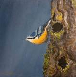 8-Nutty-Nuthatch